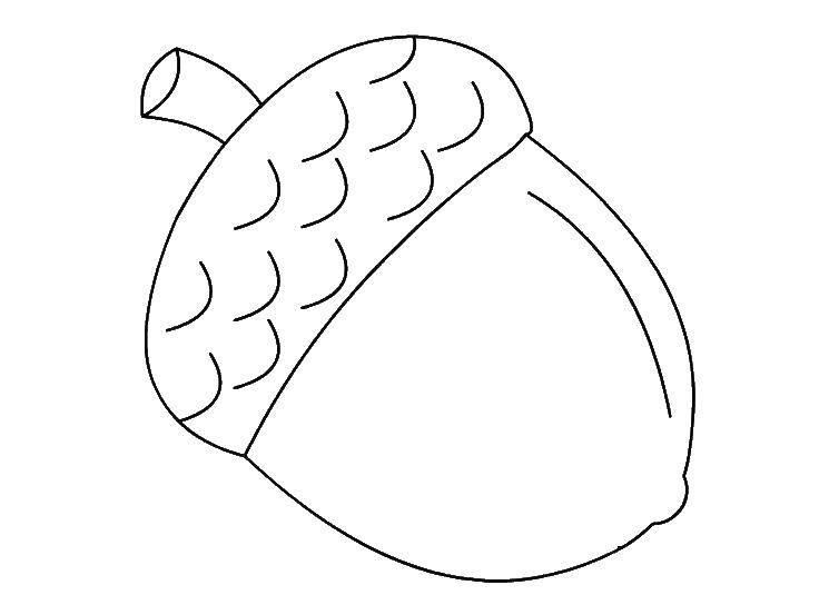 Раскраска Желудь Скачать ,белка, бобы, жёлуди,.  Распечатать 
