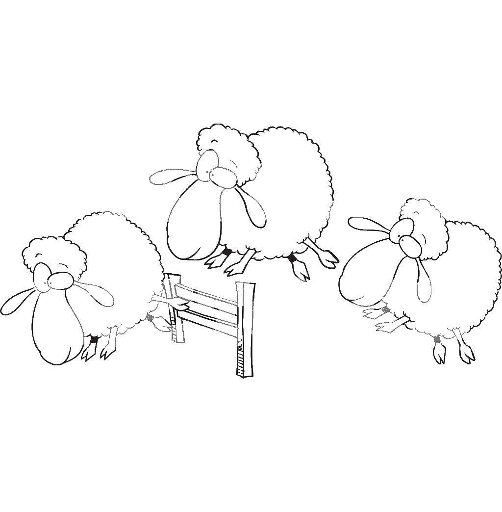 Название: Раскраска Овечки. Категория: домашние животные. Теги: Животные, овечка.