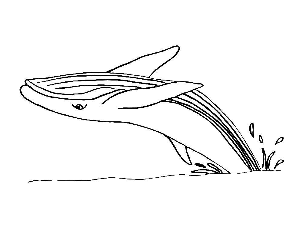 Раскраска Огромный кит Скачать ,Подводный мир, рыба, кит,.  Распечатать 