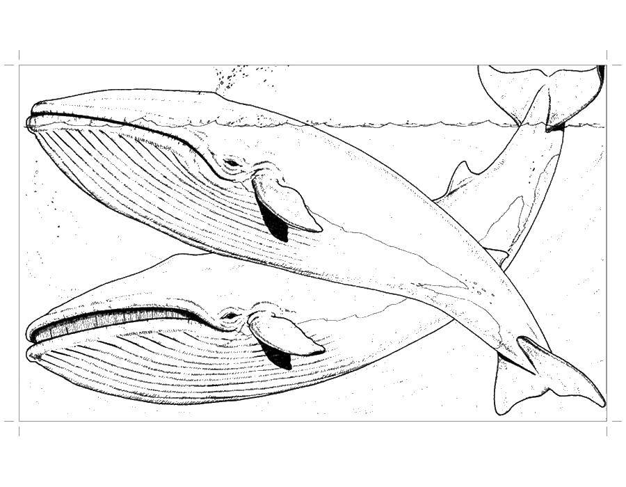 Раскраска Киты Скачать ,море, морские обитатели, морские жители, кит,.  Распечатать 