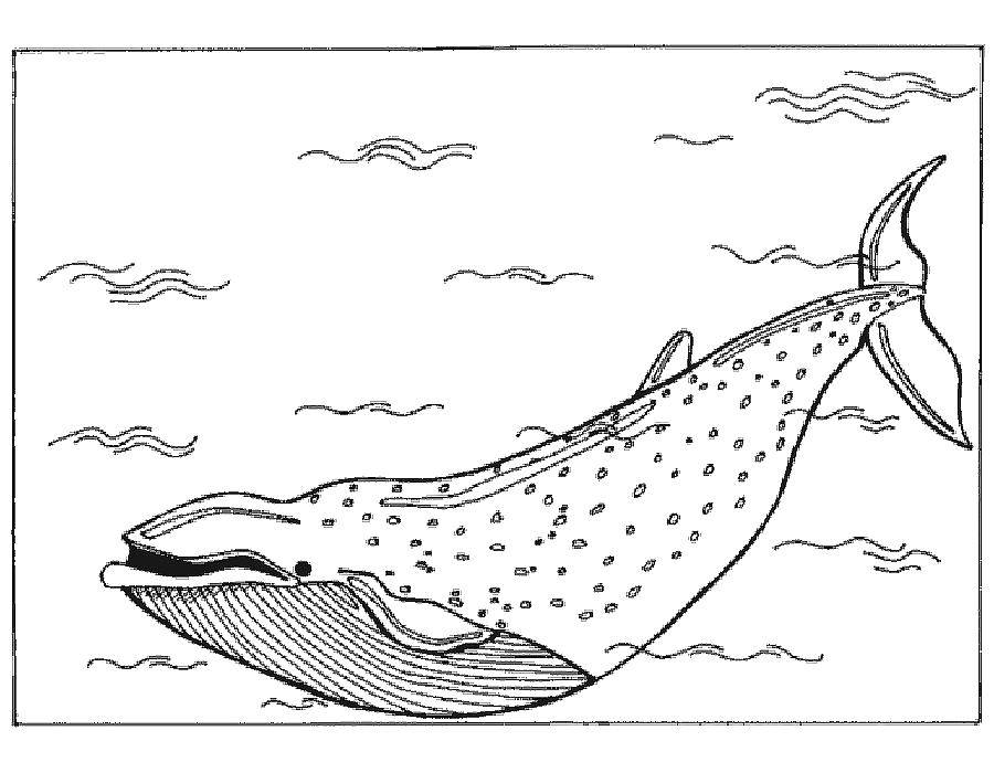 Раскраска Огромный кит Скачать ,Подводный мир, рыба, кит,.  Распечатать 