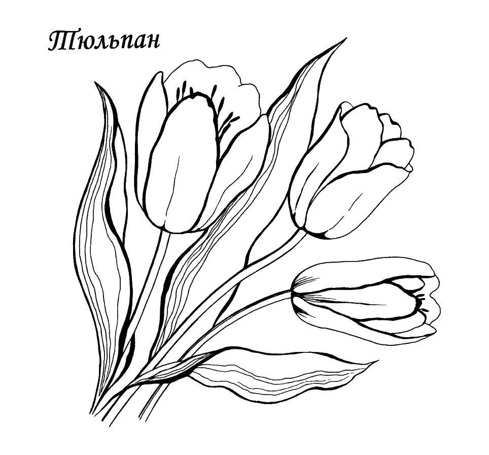 Название: Раскраска Тюльпанчики. Категория: цветы. Теги: Цветы, тюльпаны.