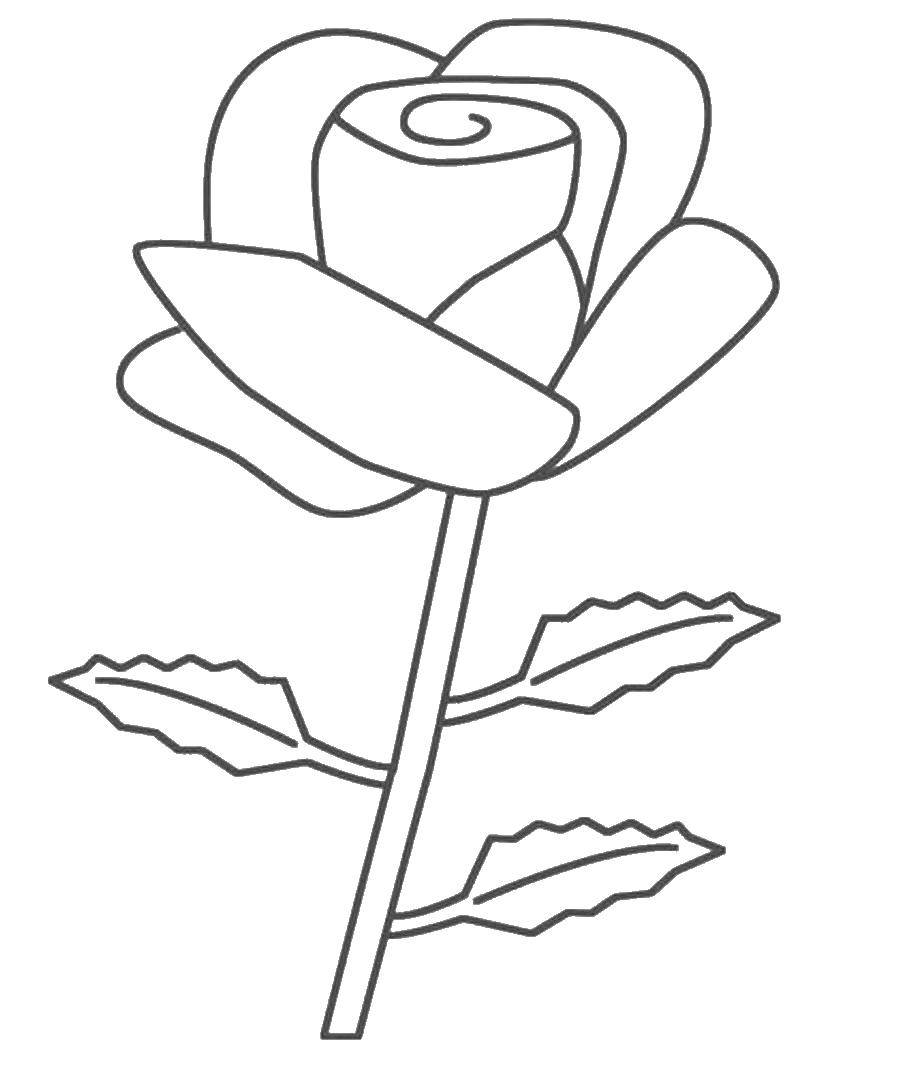 Раскраска Роза Скачать ,цветы, растения, лепестки, розы,.  Распечатать 