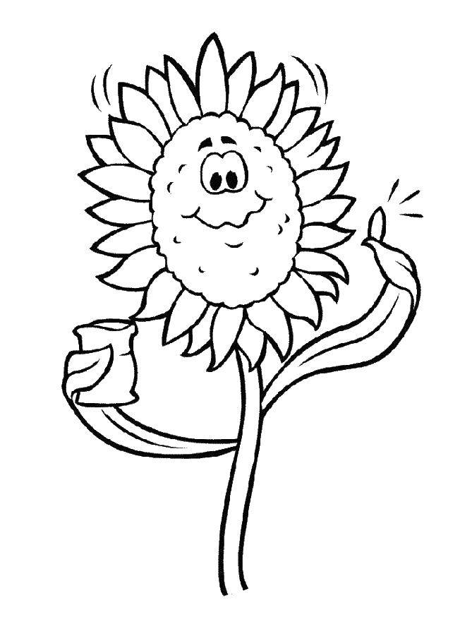 Название: Раскраска Подсолнух. Категория: цветы. Теги: подсолнух, цветы.