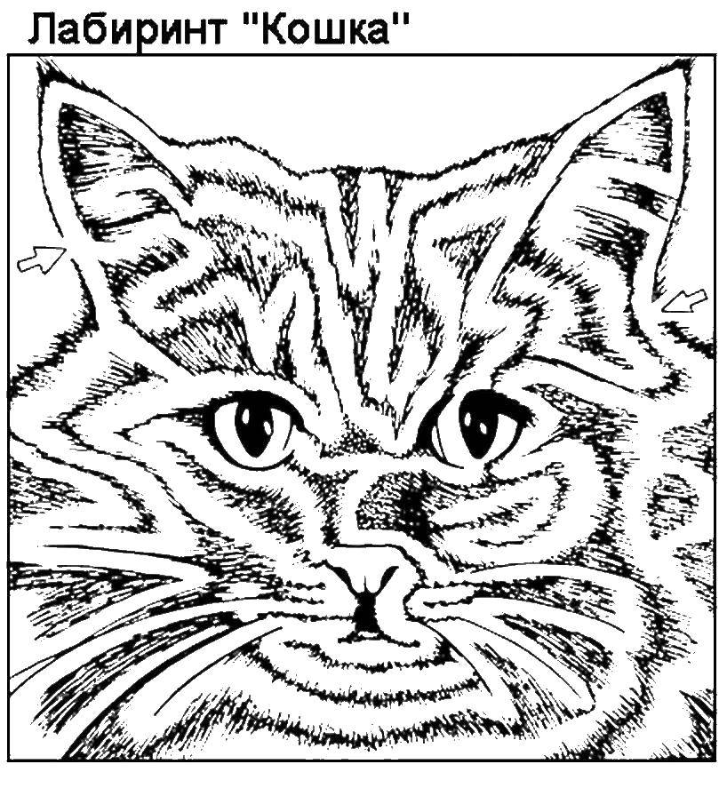 Раскраска Кошка лабиринт Скачать ,кошка,.  Распечатать 
