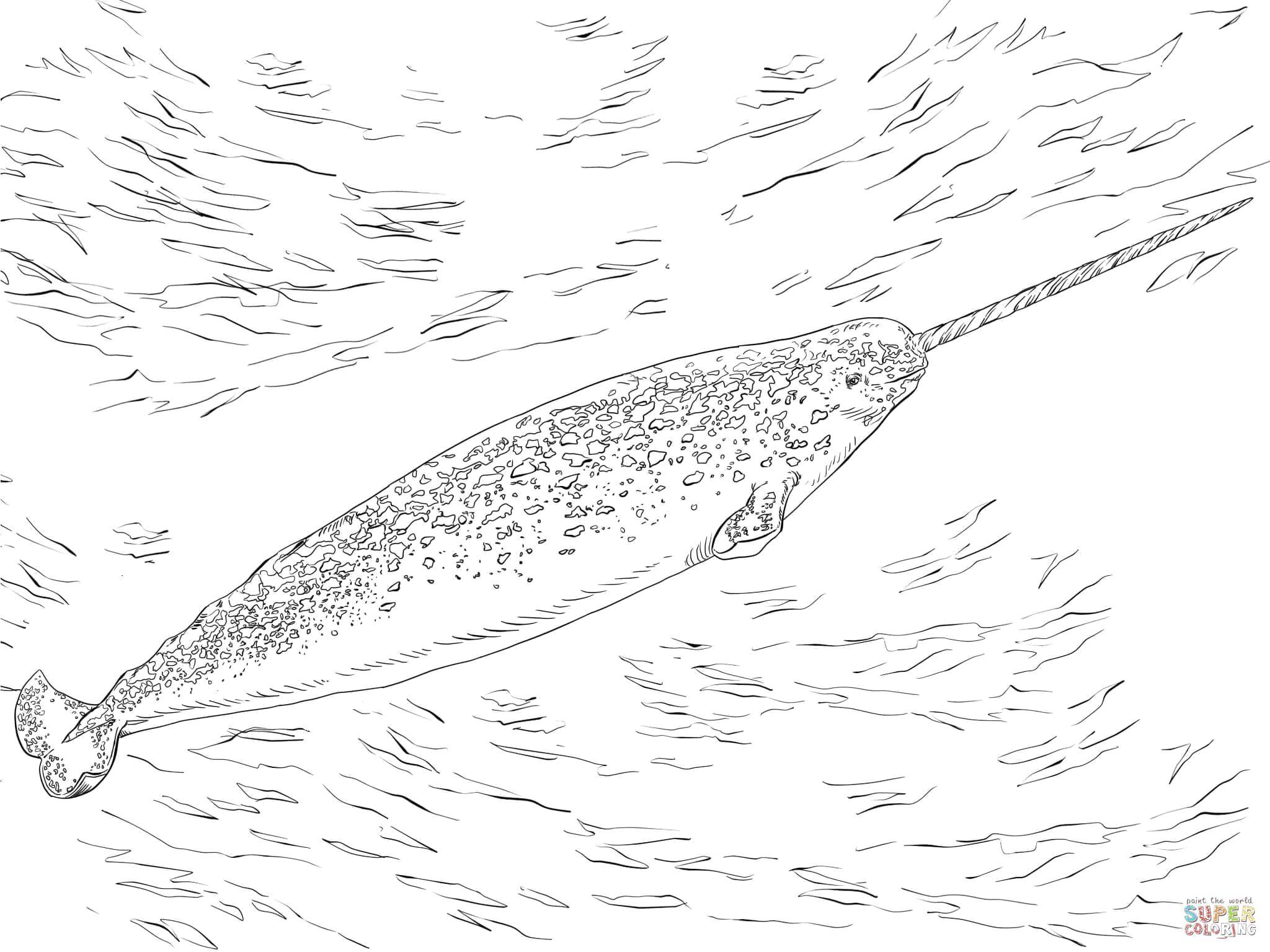 Раскраска морское Скачать .  Распечатать 
