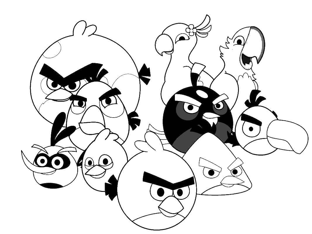 Название: Раскраска Энгри бердз. Категория: angry birds. Теги: энгри бердз, angry birds.