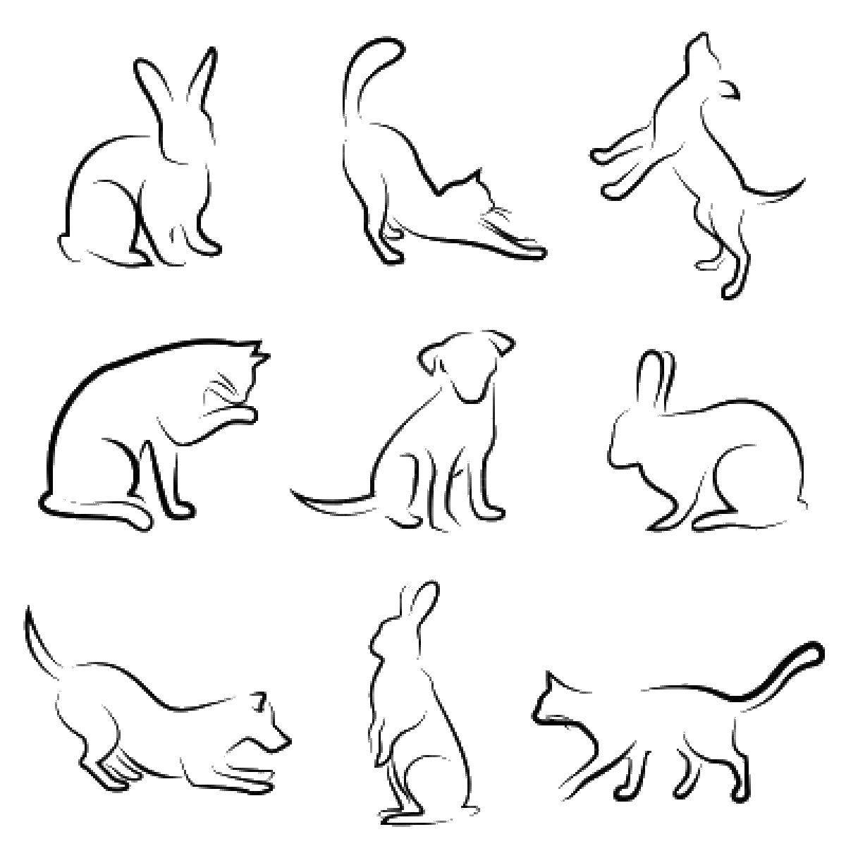 Раскраска Различные животные Скачать ,кролик, кот, собака,.  Распечатать 