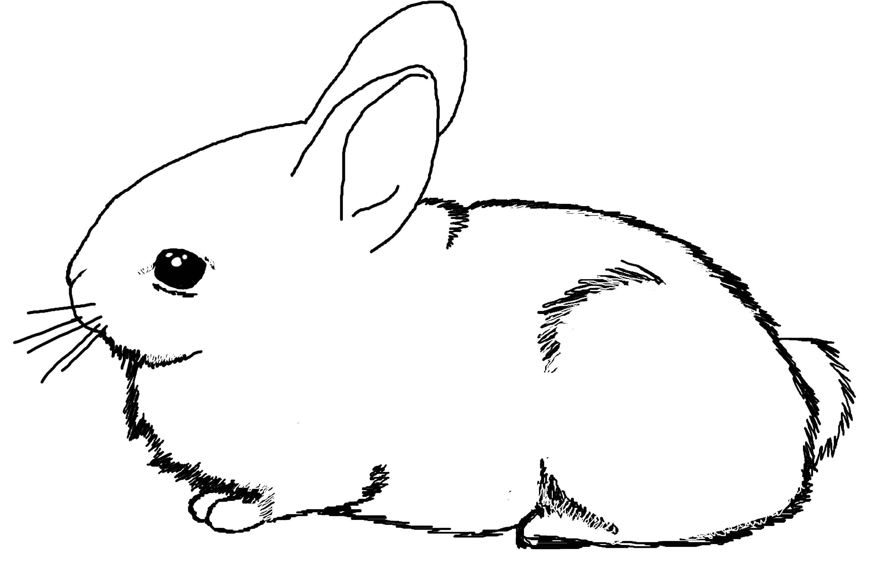 Название: Раскраска Зайчишка. Категория: Животные. Теги: Животные, зайчик.