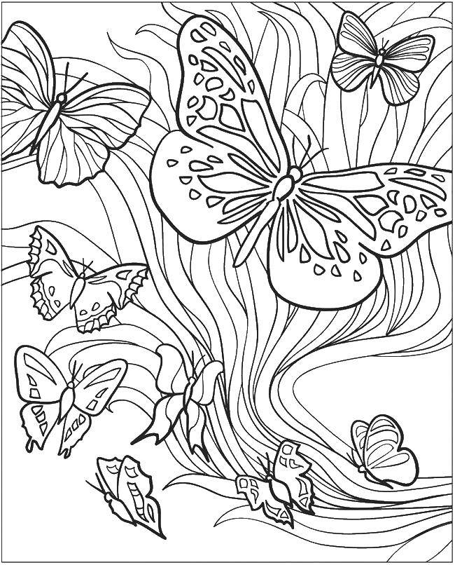 Раскраска бабочки Скачать .  Распечатать 