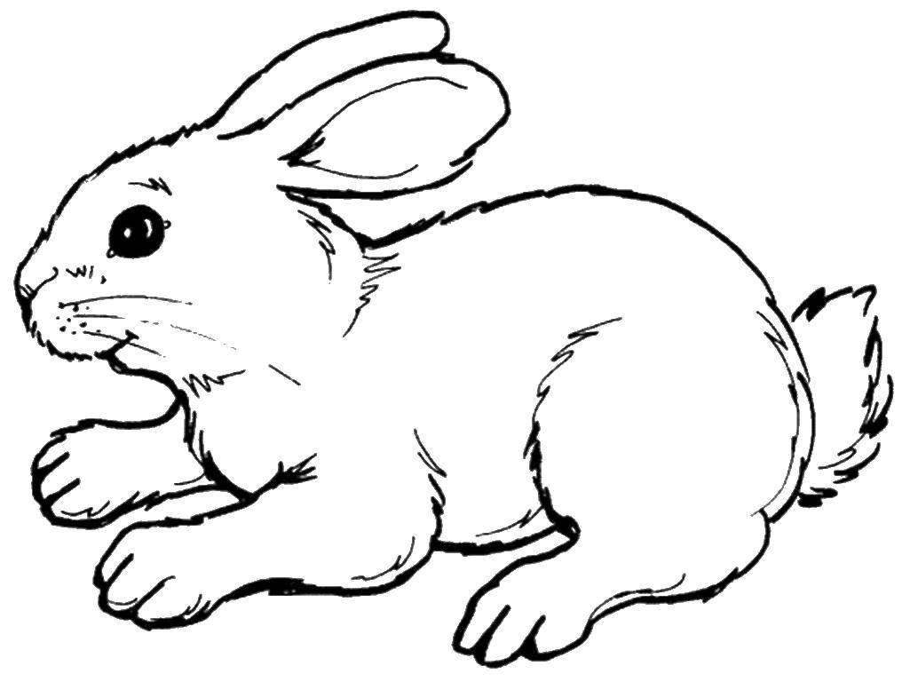 Название: Раскраска Зайчишка. Категория: Животные. Теги: Животные, зайчик.