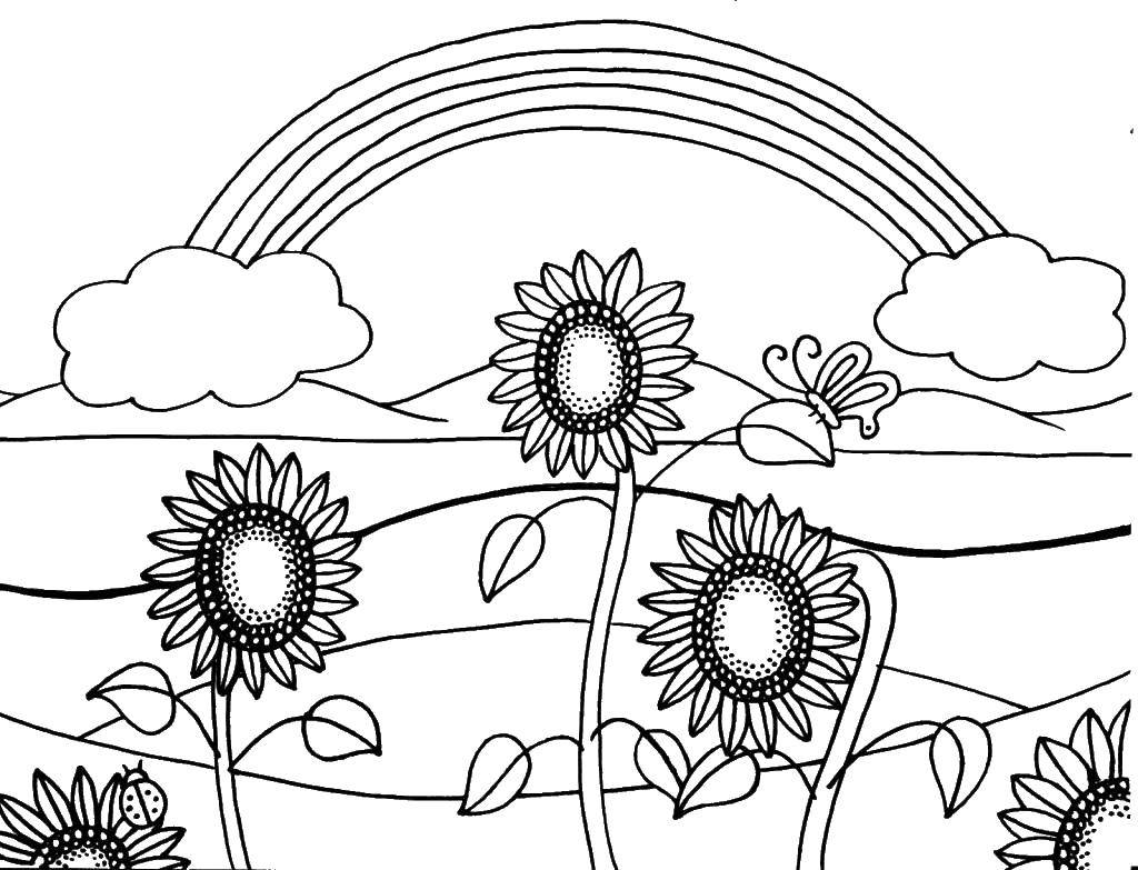 Раскраска Подсолнухи с радугой Скачать ,подсолнухи, радуга, бабочка,.  Распечатать 