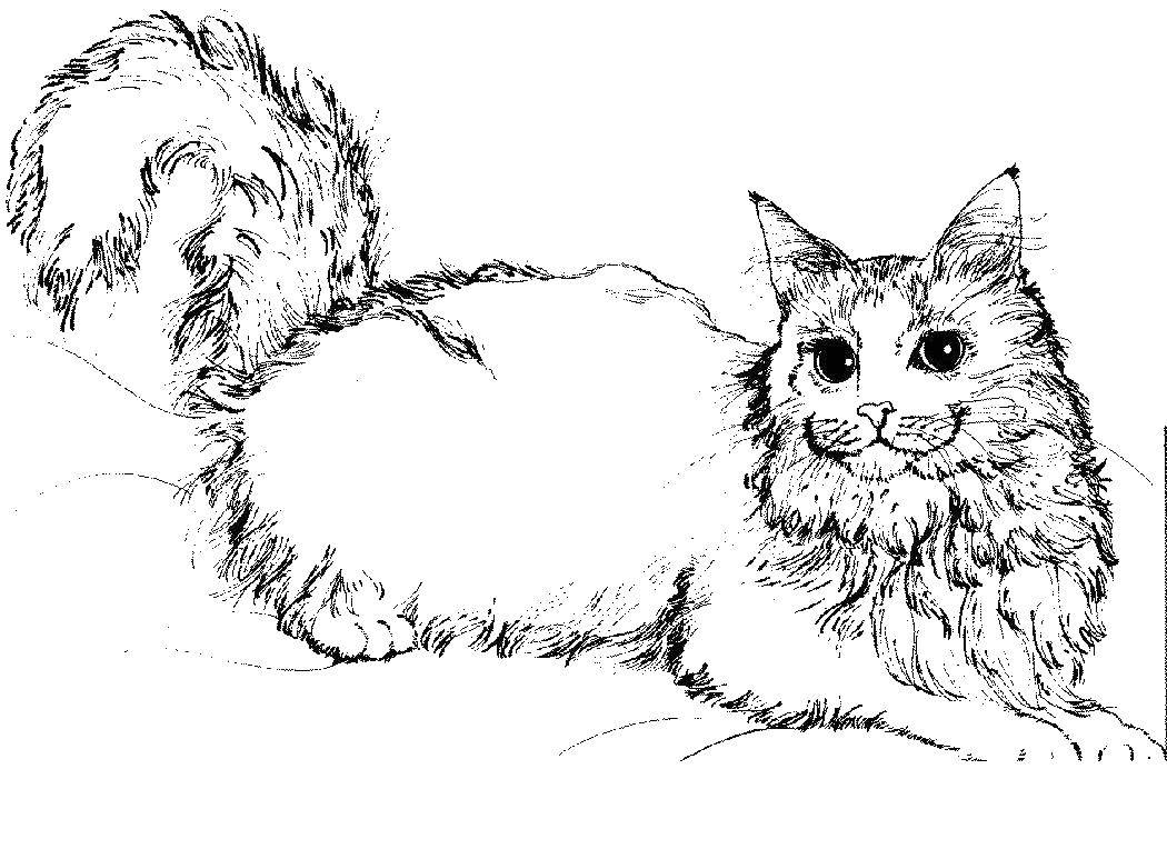 Раскраска Кошка Скачать ,кошка, кот,.  Распечатать 