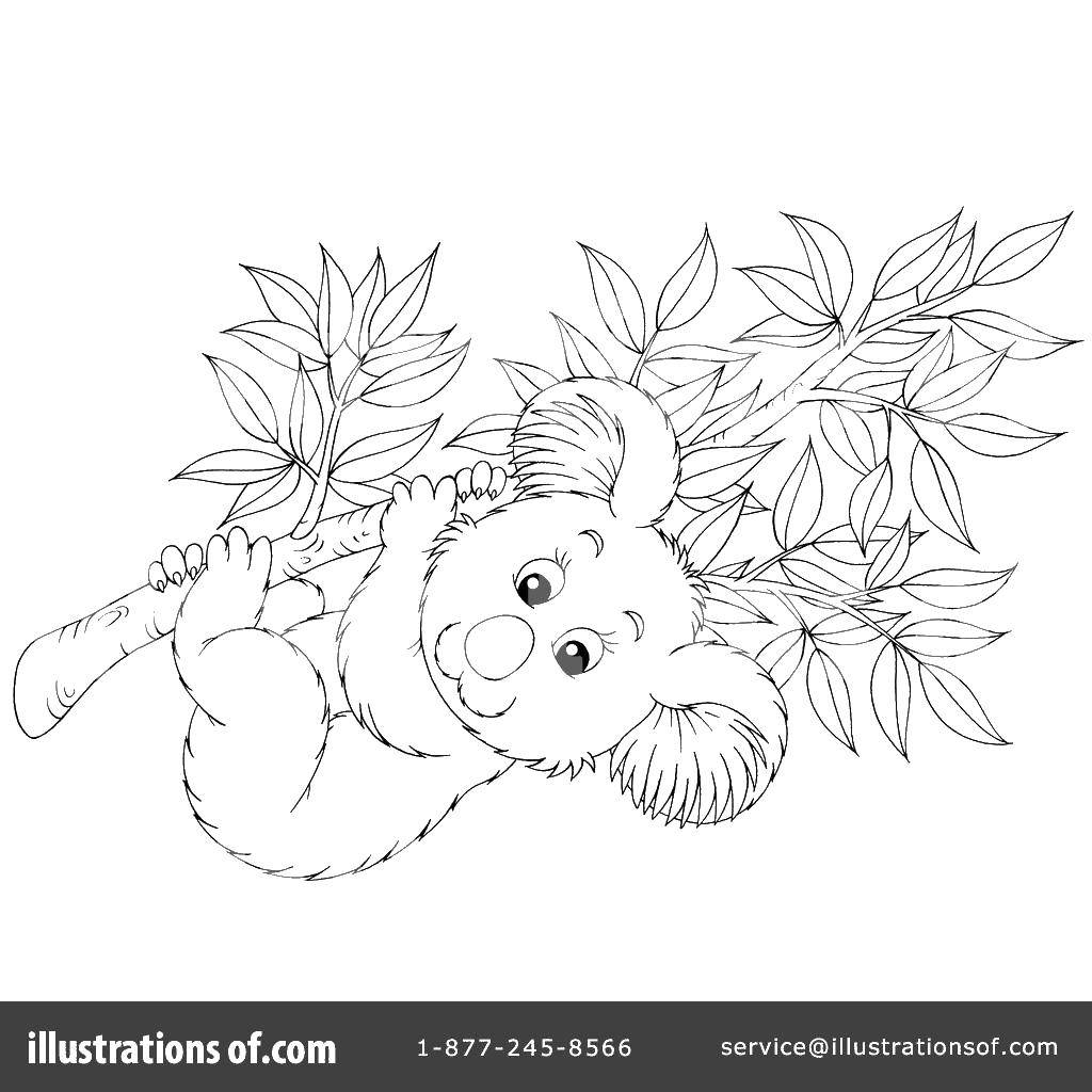 Название: Раскраска Мишка коала. Категория: Животные. Теги: Животные, Мишка Коала.