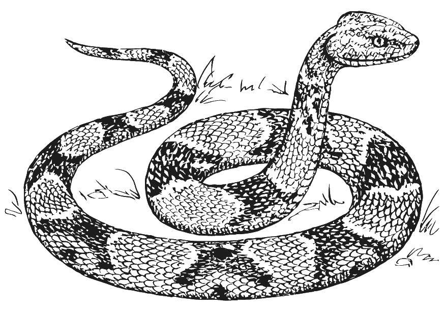 Раскраска Змея Скачать ,змея, пресмыкающиеся,.  Распечатать 