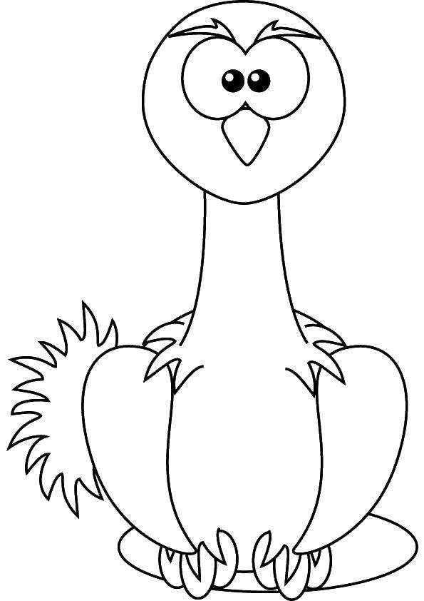Раскраска Страус Скачать ,птицы, страус,.  Распечатать 