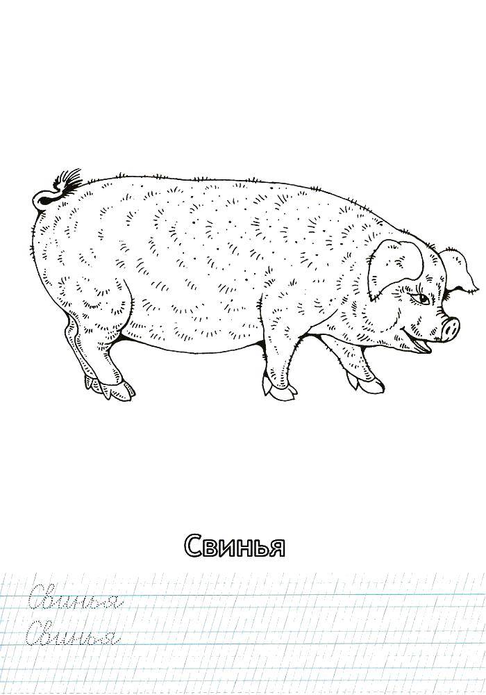 Раскраска Пропись свинка Скачать ,Пропись, буквы,.  Распечатать 