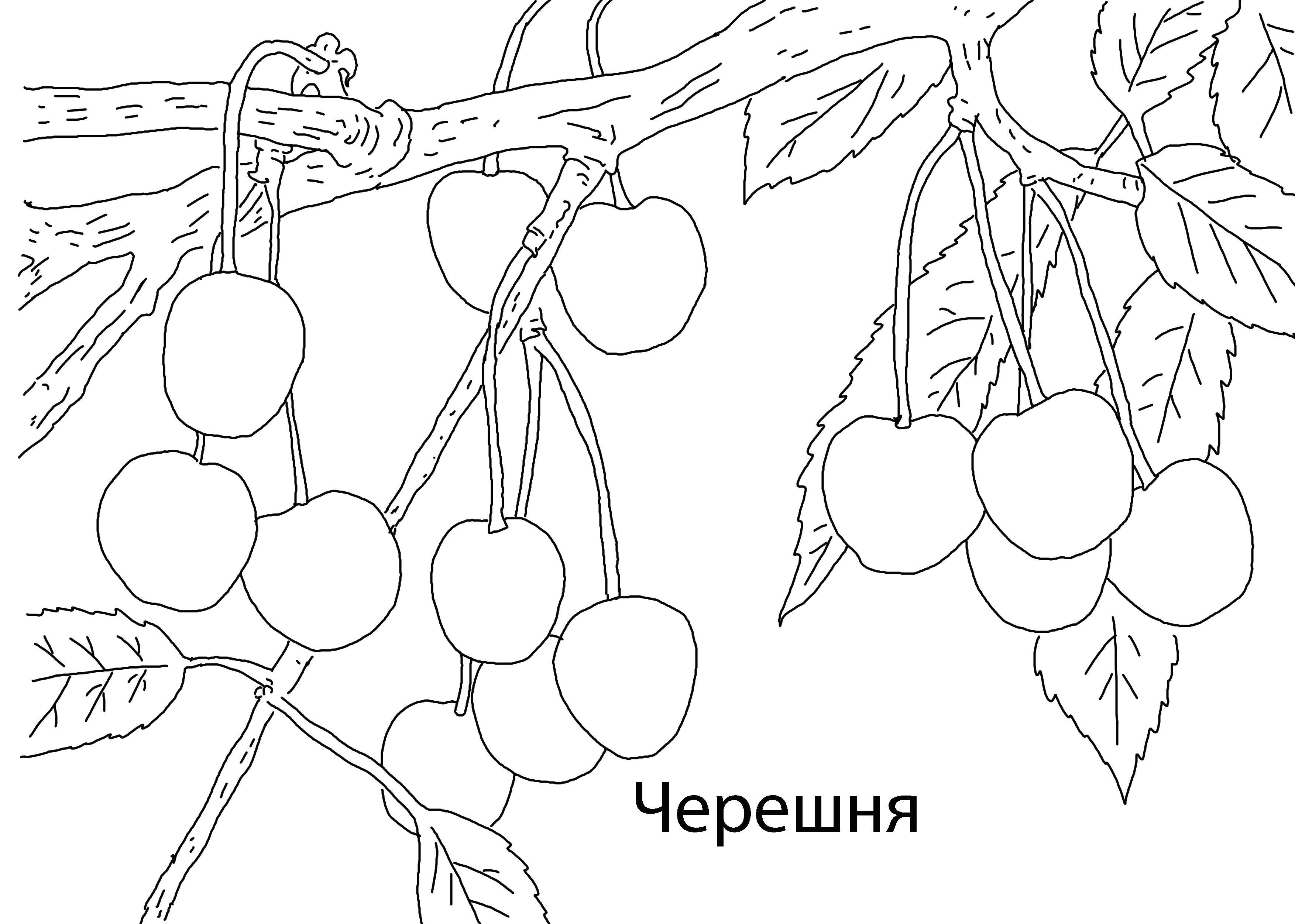 Раскраска Черешня Скачать ,Ягоды,.  Распечатать 