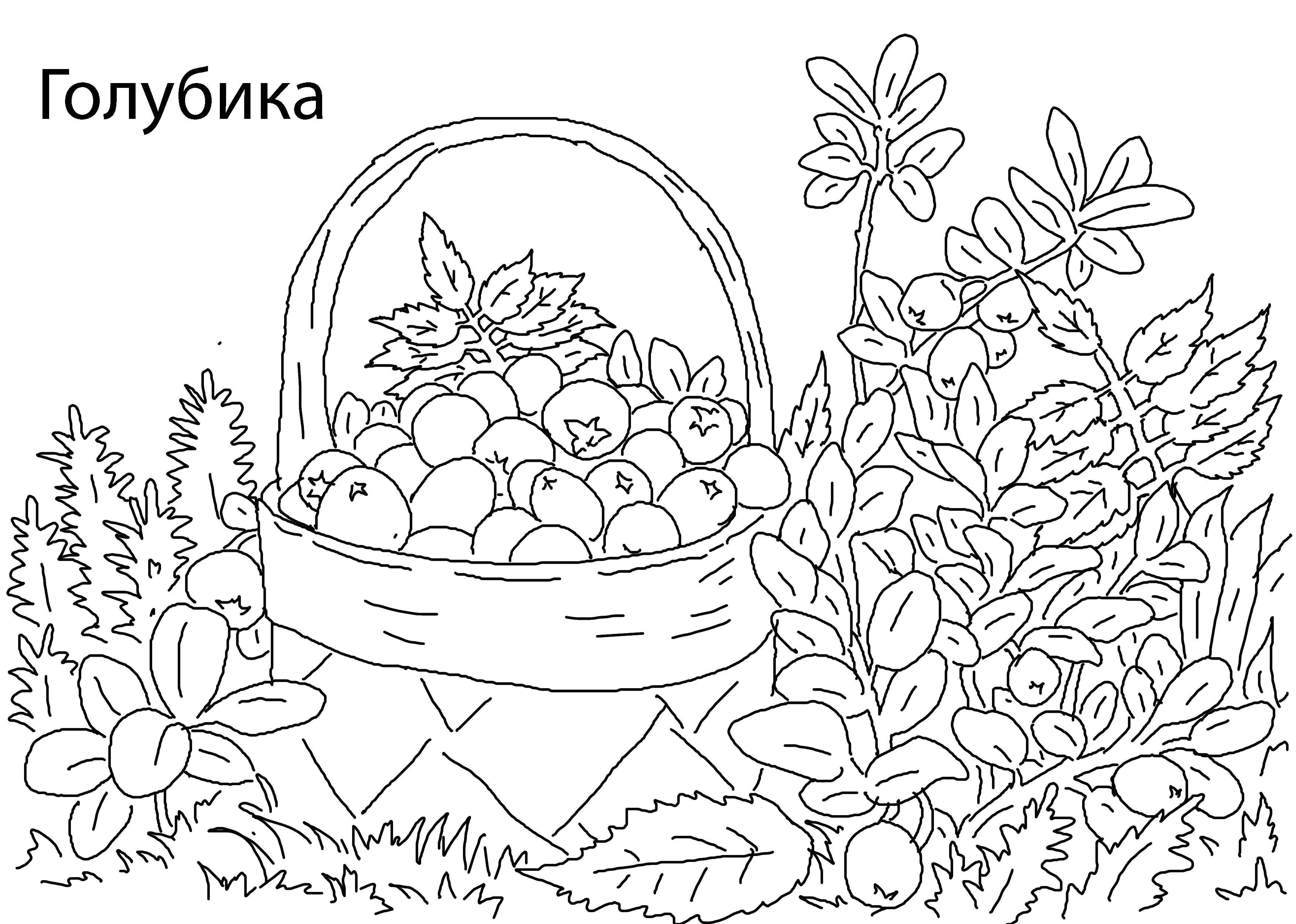 Раскраска Голубика Скачать ,Ягоды,.  Распечатать 