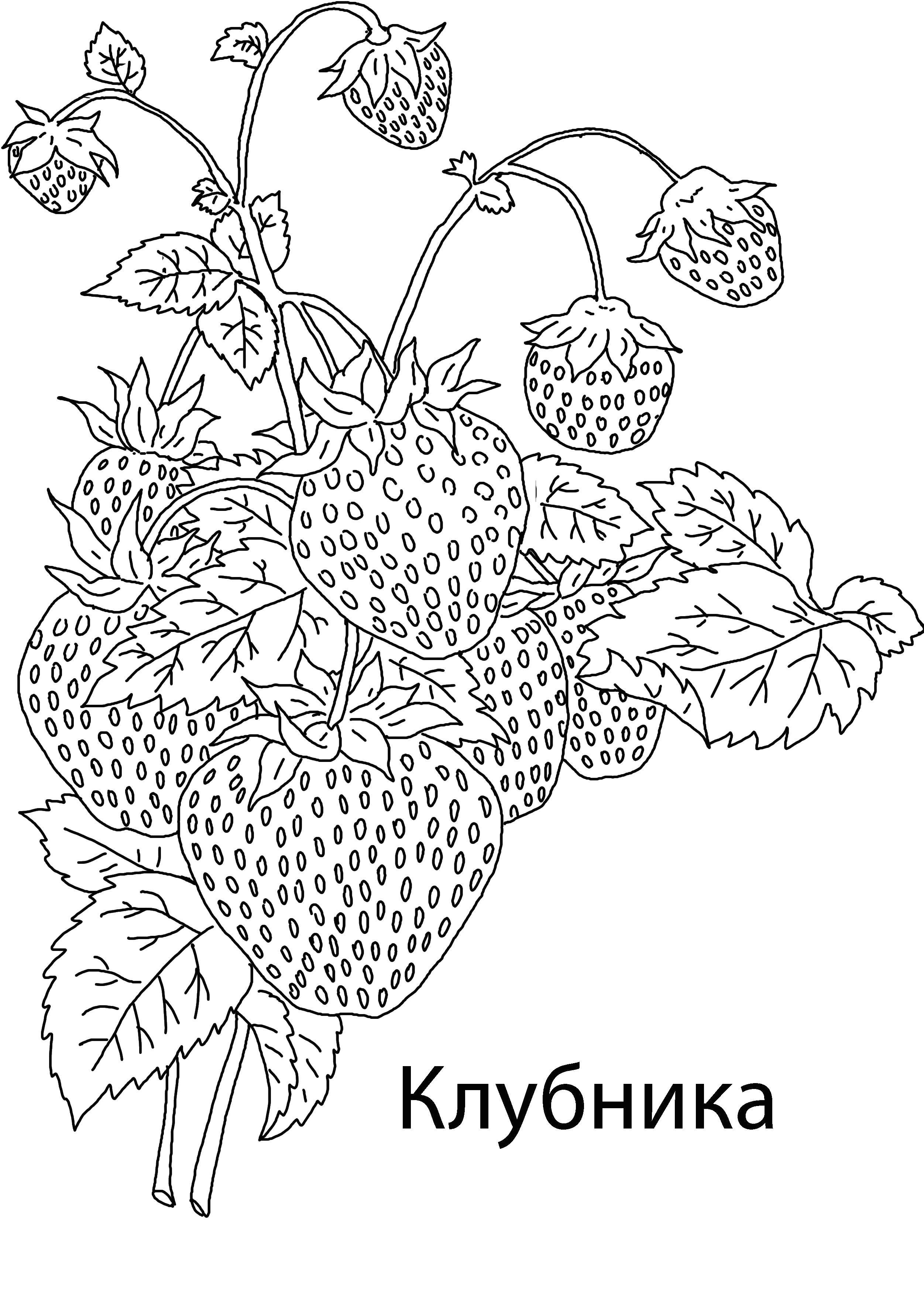 Раскраска ягоды Скачать .  Распечатать 