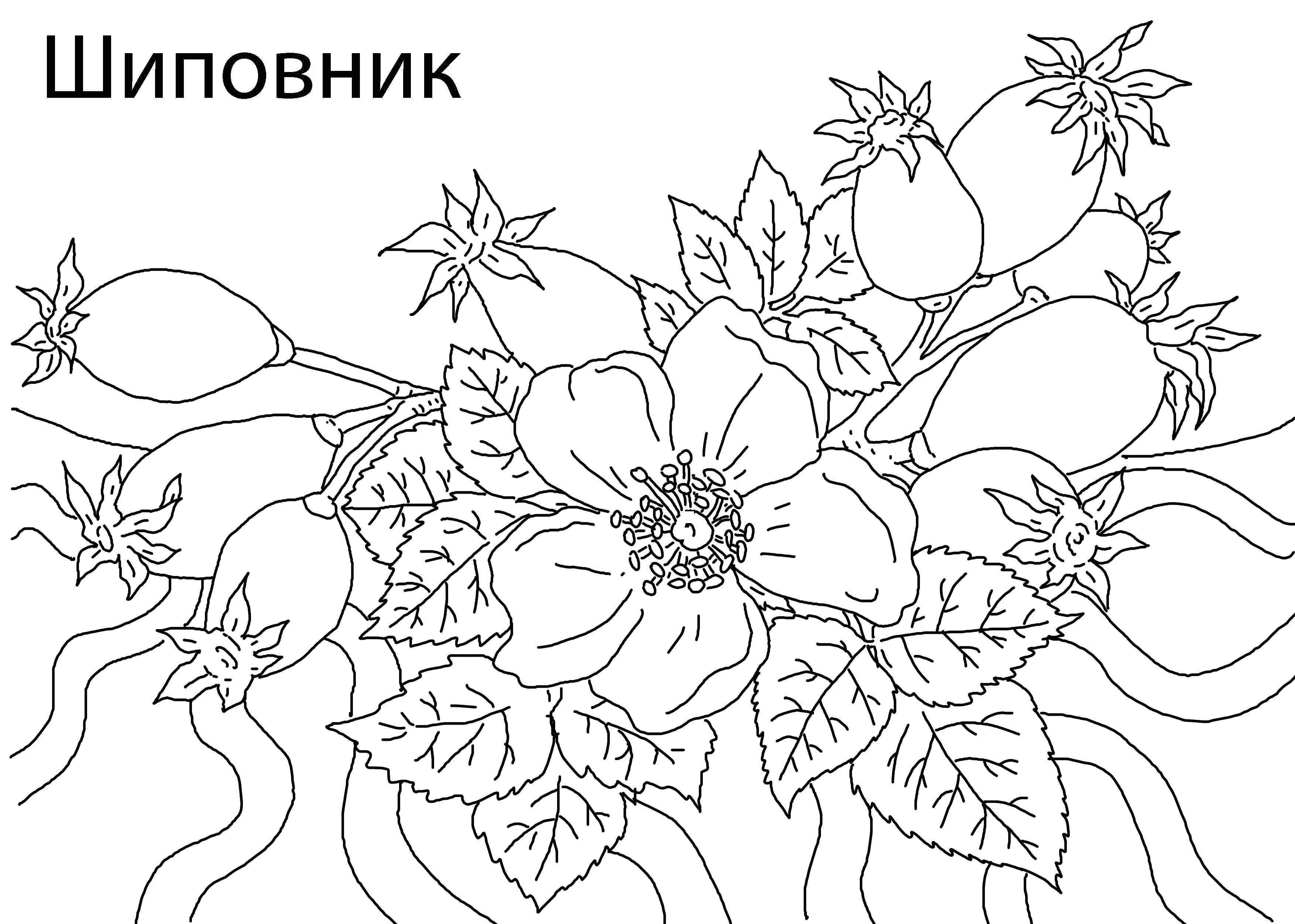 Раскраска Шиповник Скачать ,Ягоды,.  Распечатать 