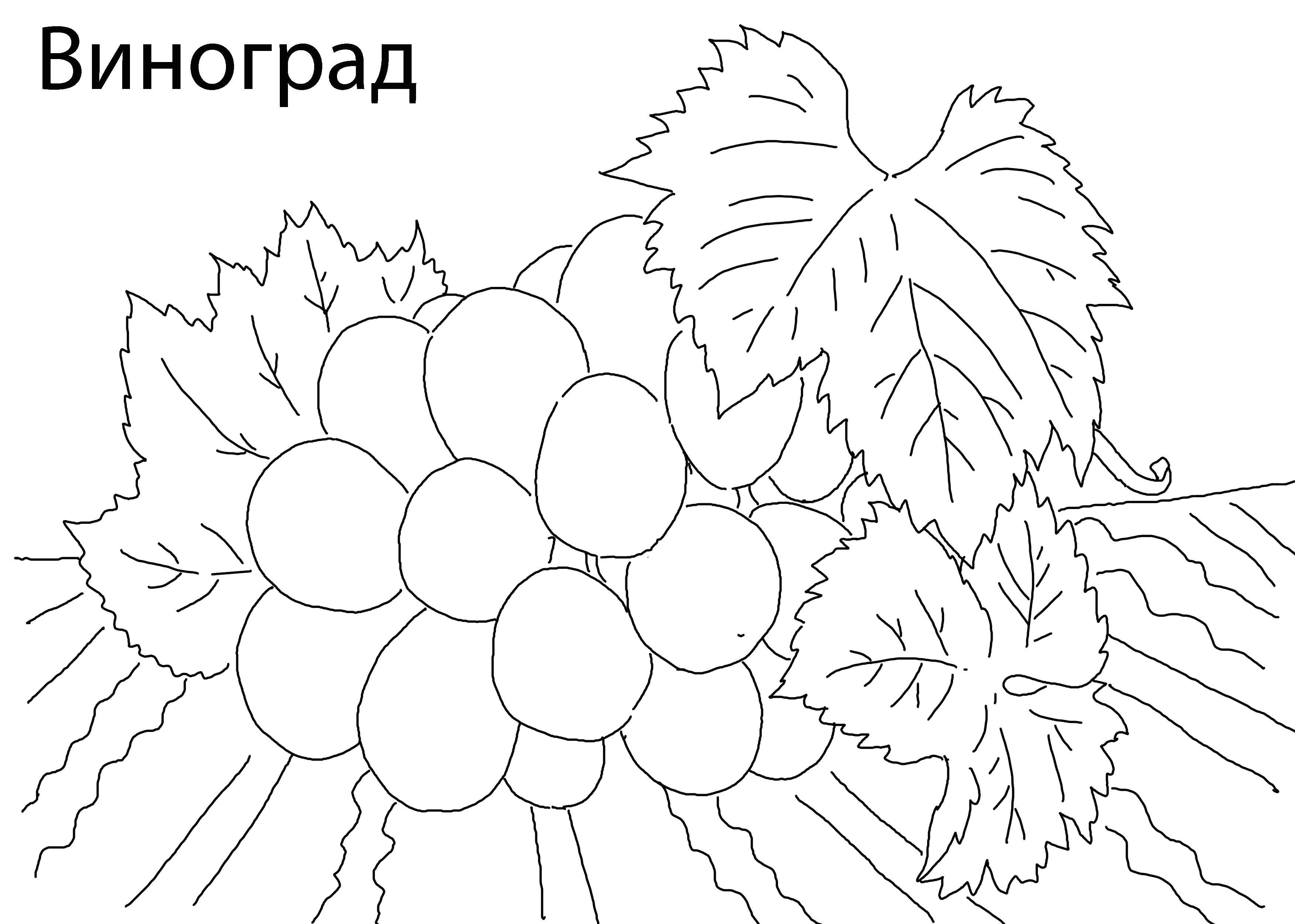 Раскраска Виноградик. Скачать ,Ягоды,.  Распечатать 