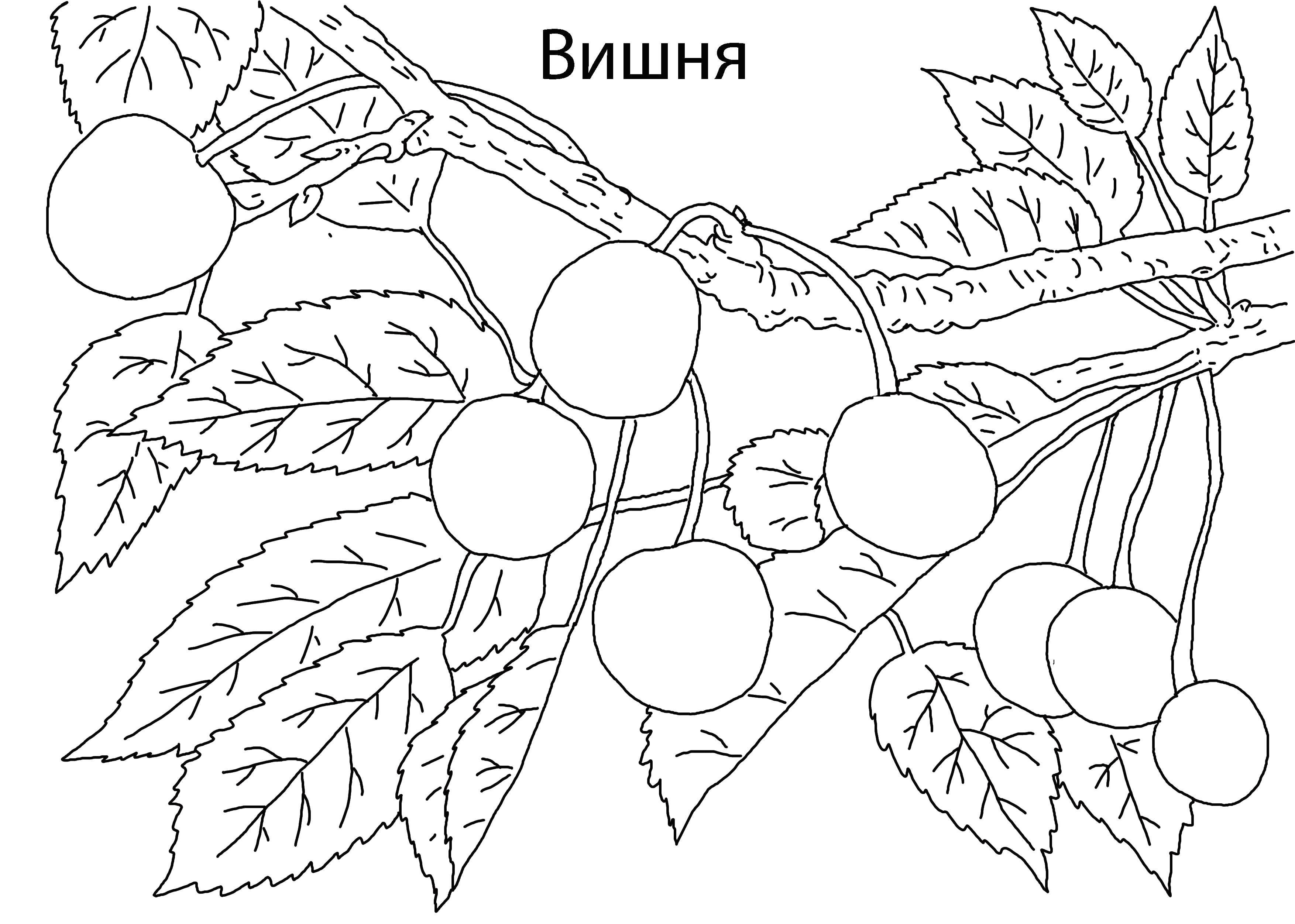 Раскраска Вишня Скачать ,Ягоды, вишня,.  Распечатать 