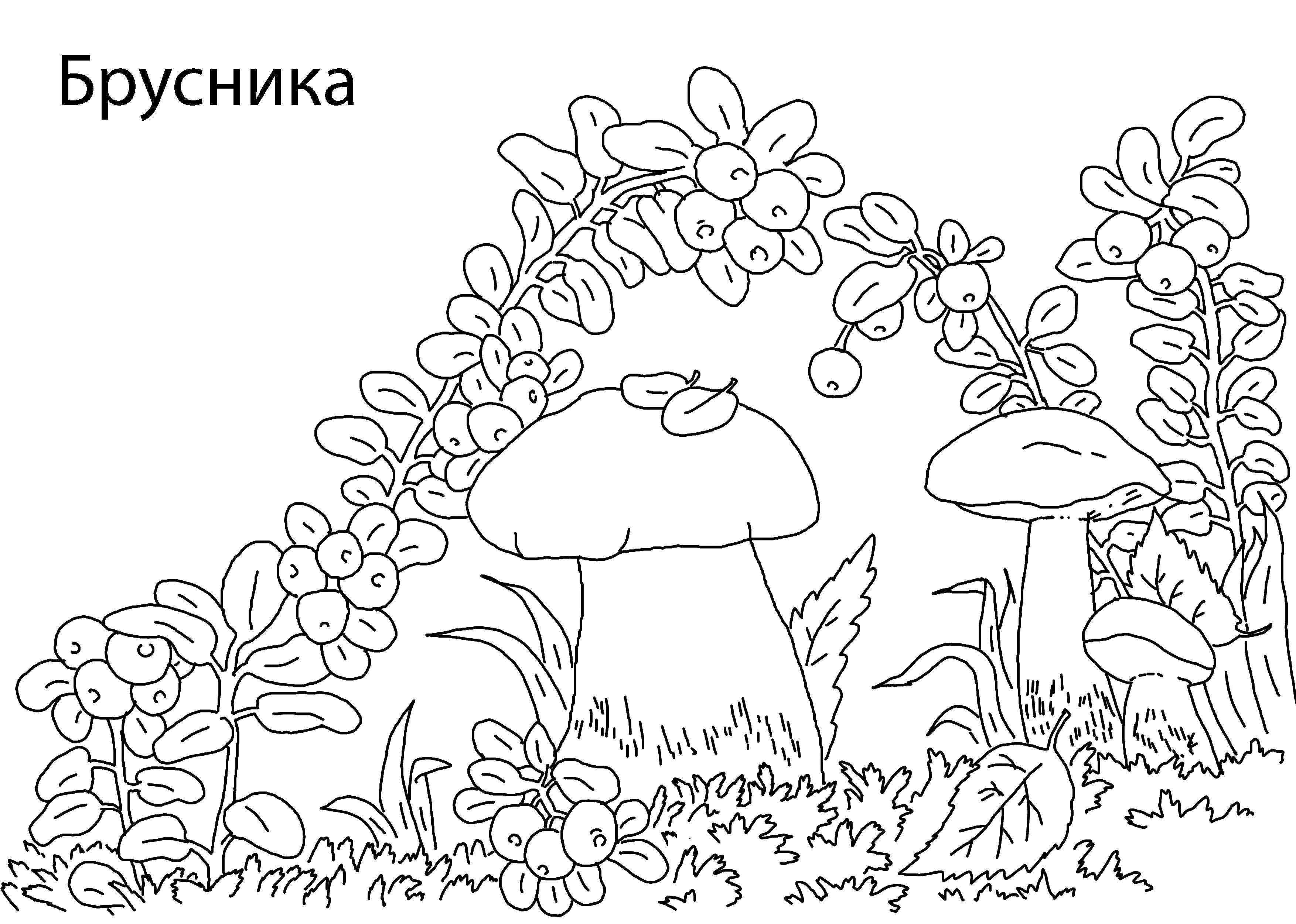 Название: Раскраска Брусника. Категория: ягоды. Теги: Ягоды.