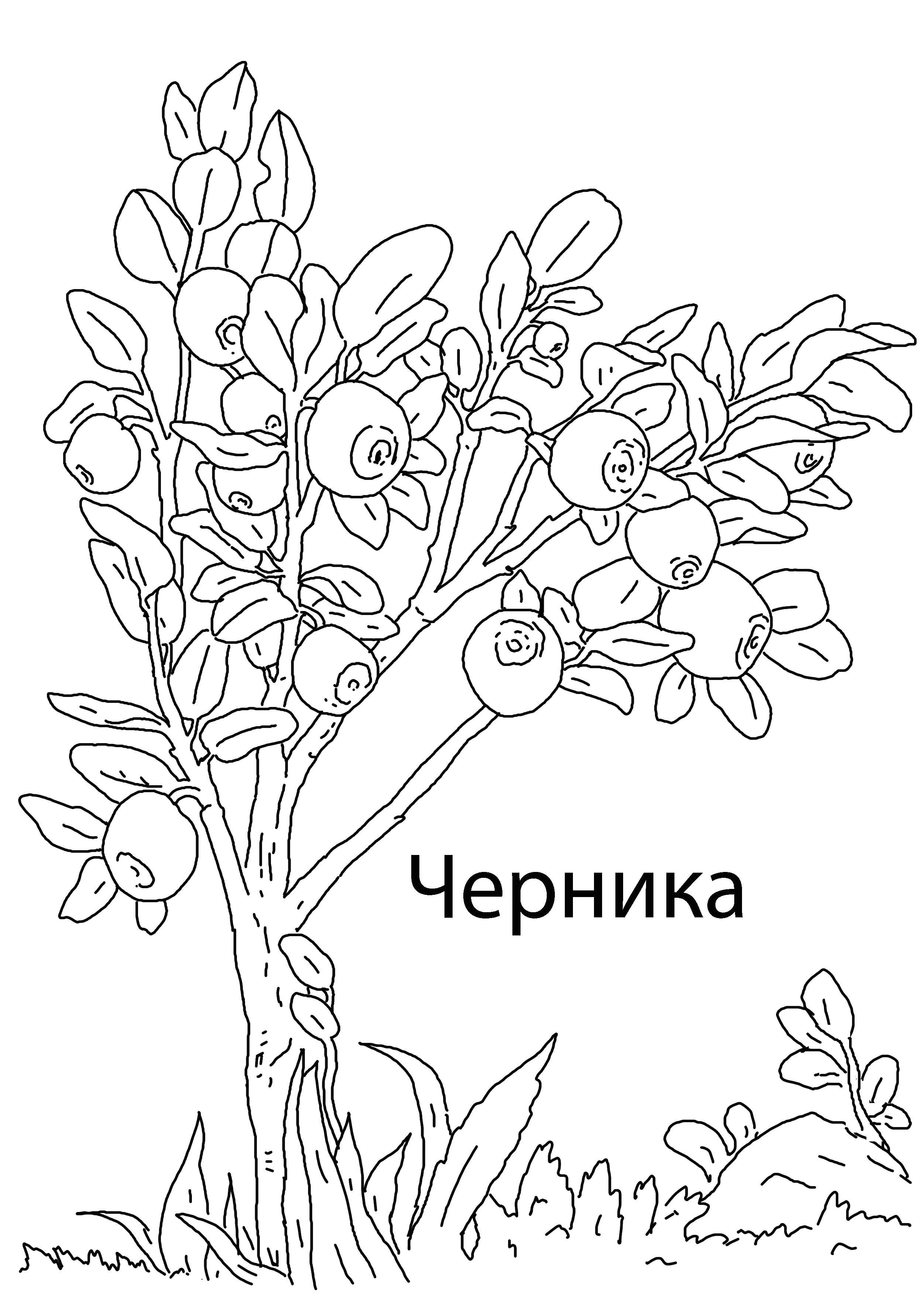 Название: Раскраска Черника. Категория: ягоды. Теги: Ягоды.