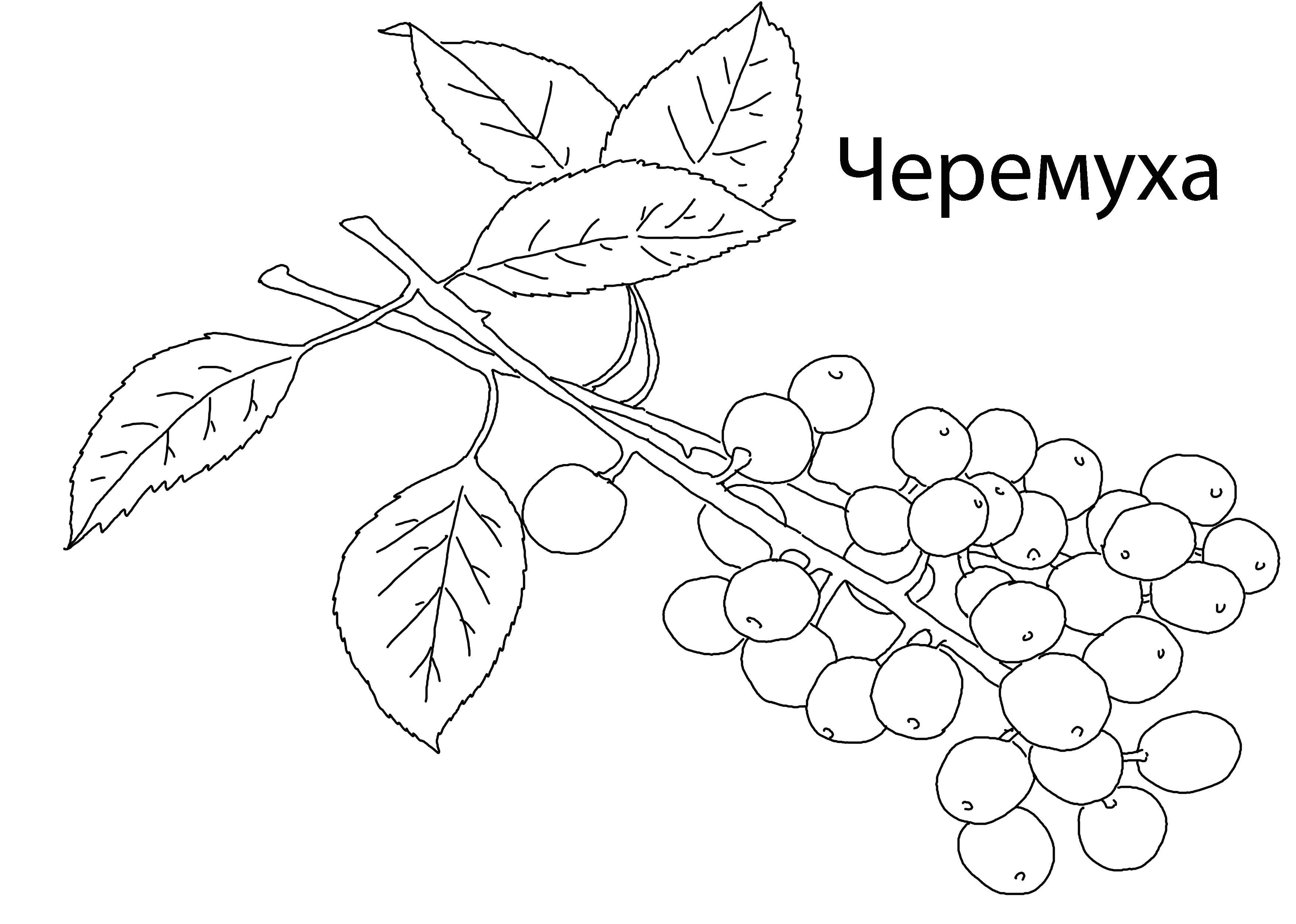 Название: Раскраска Черёмуха. Категория: ягоды. Теги: Ягоды.