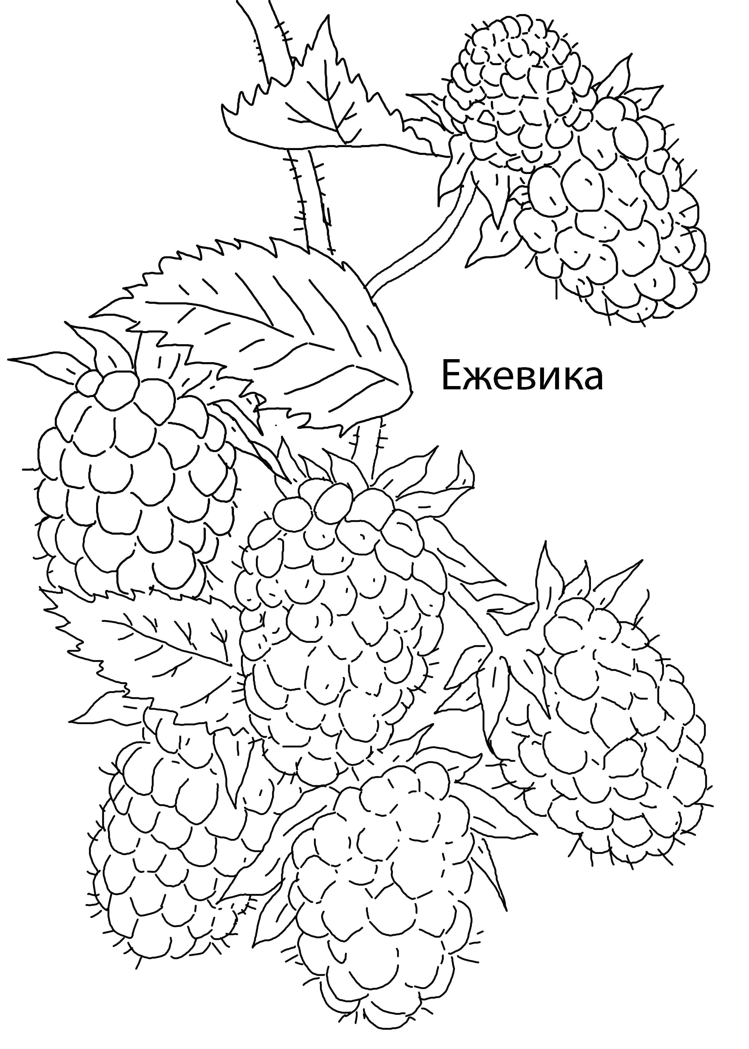 Название: Раскраска Ежевичка. Категория: ягоды. Теги: Ягоды.