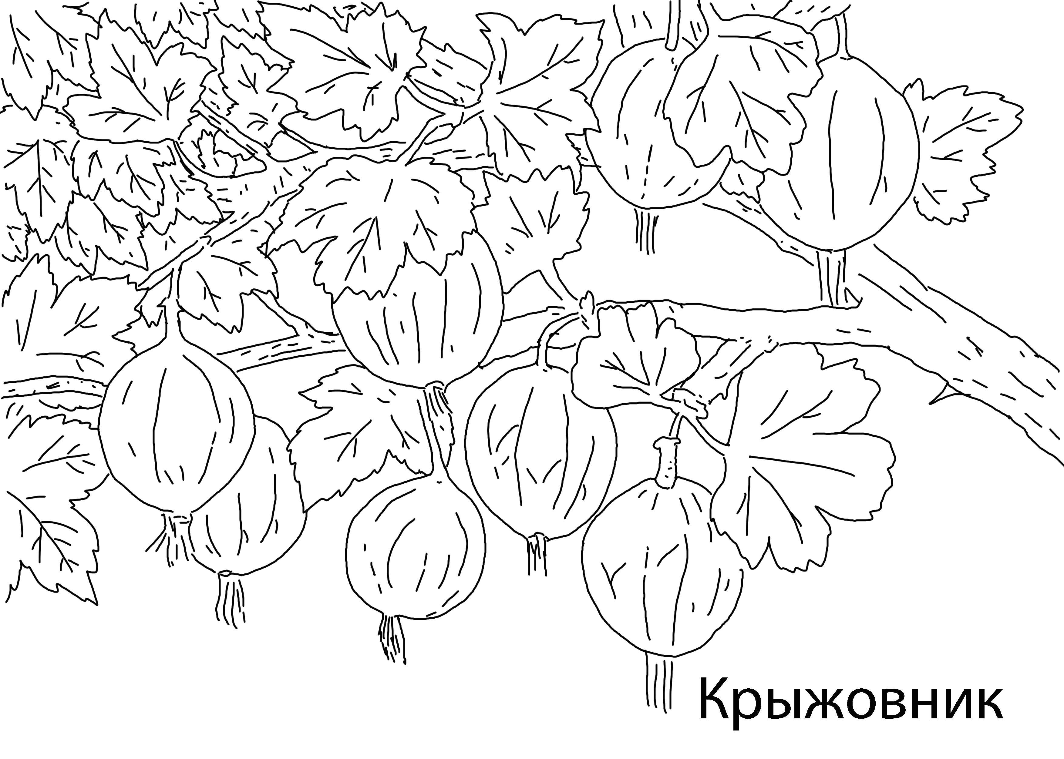 Название: Раскраска Крыжовник.. Категория: ягоды. Теги: Ягоды.