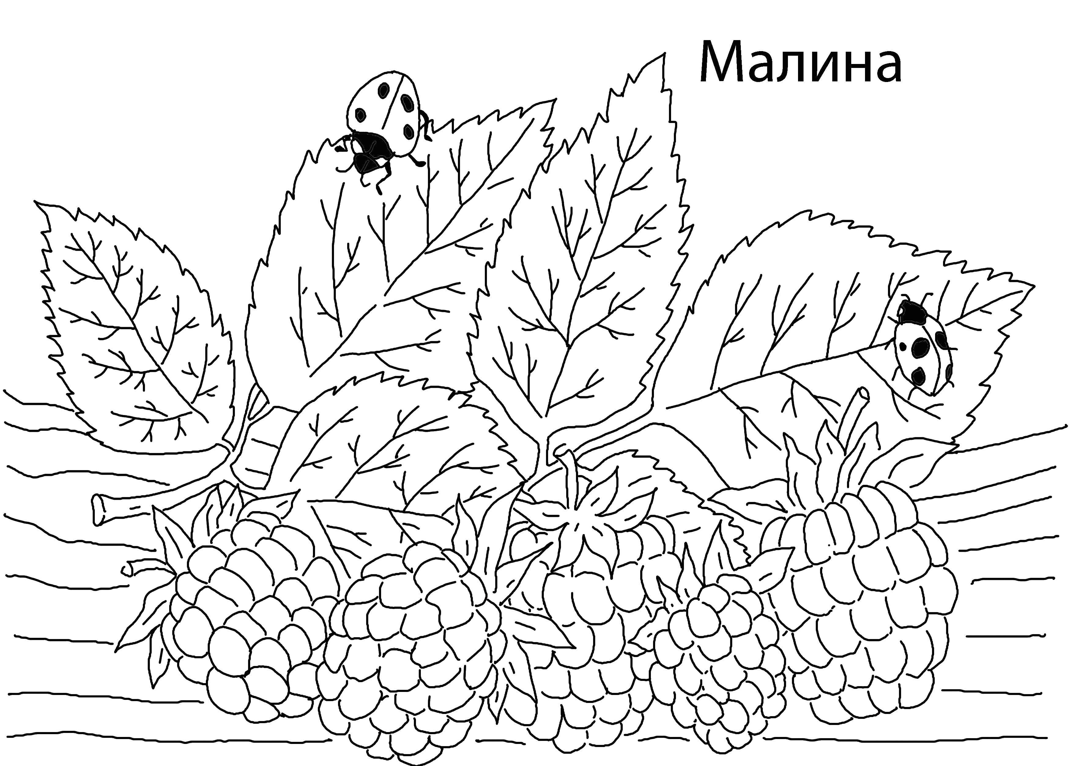 Название: Раскраска Малина. Категория: ягоды. Теги: Ягоды.