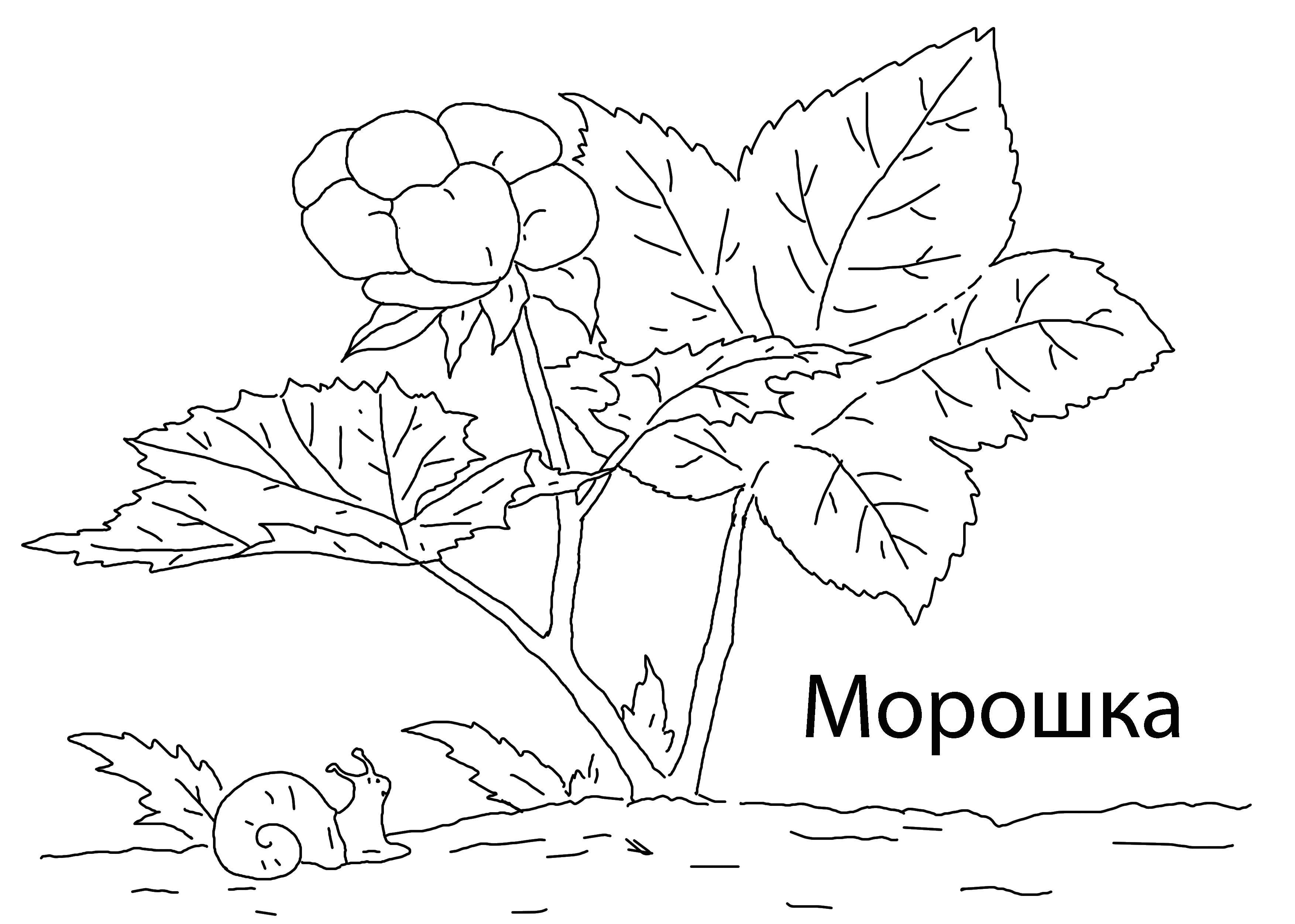 Раскраска ягоды Скачать ,Ягоды,.  Распечатать 