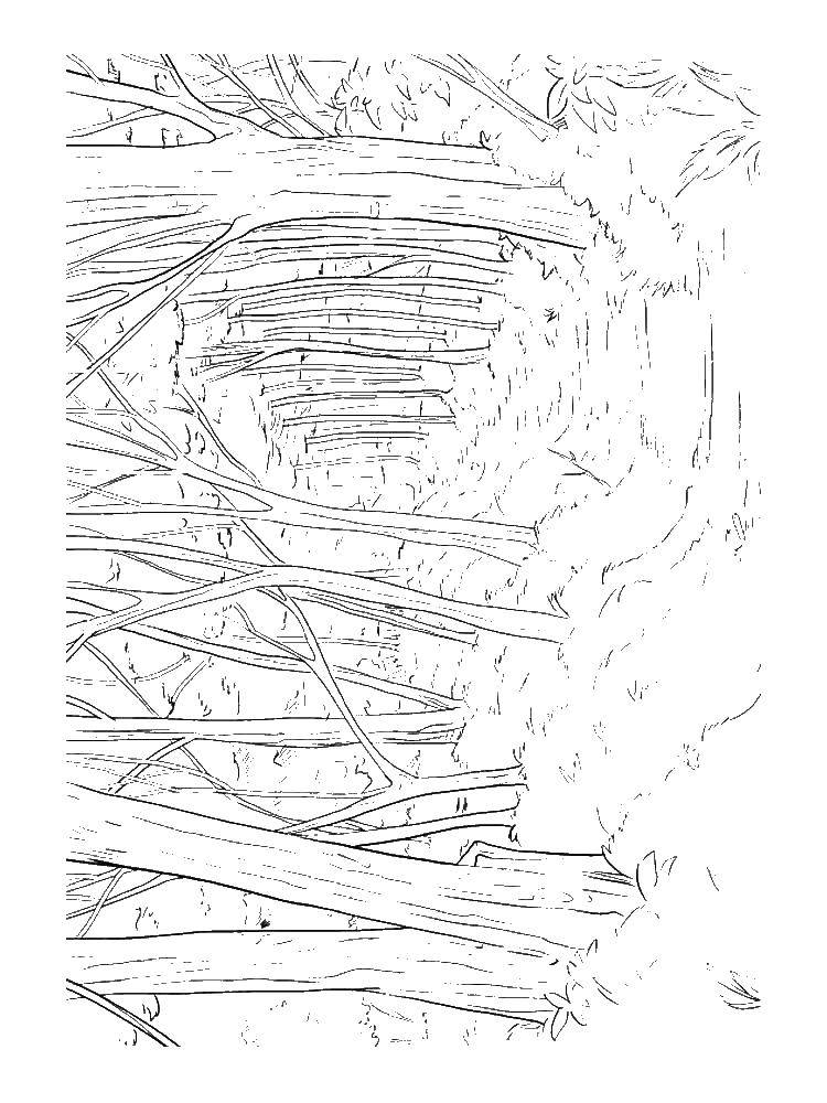 Название: Раскраска Тропинка в лесу. Категория: лес. Теги: природа. лес, тропинка.