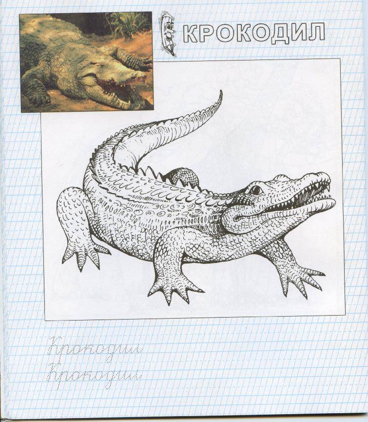 Раскраска Аллигатор Скачать ,аллигатор,.  Распечатать 