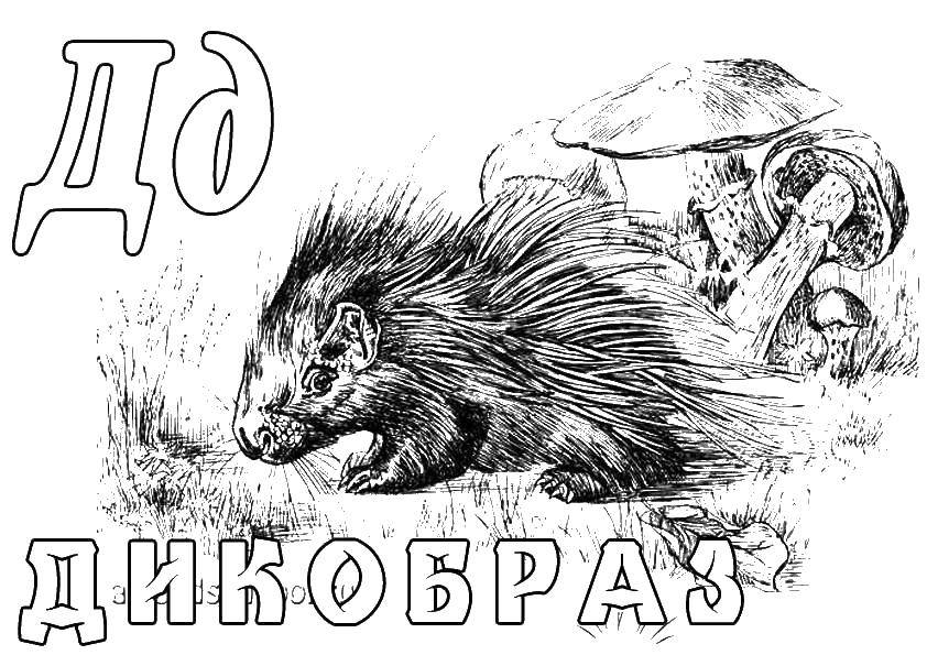 Раскраска Дикобраз Скачать ,Дикобраз,.  Распечатать 