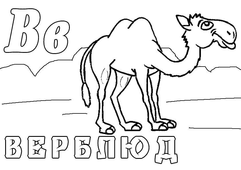 Раскраска Верблюд Скачать ,Верблюд,.  Распечатать 