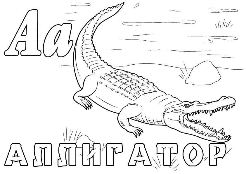 Название: Раскраска Аллигатор. Категория: зоопарк. Теги: аллигатор.