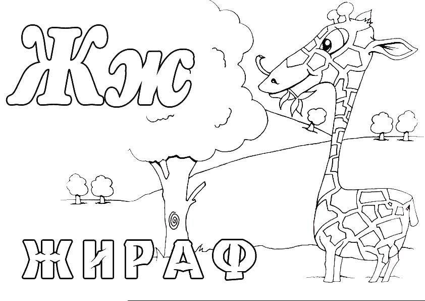 Название: Раскраска Жираф. Категория: зоопарк. Теги: Жираф.