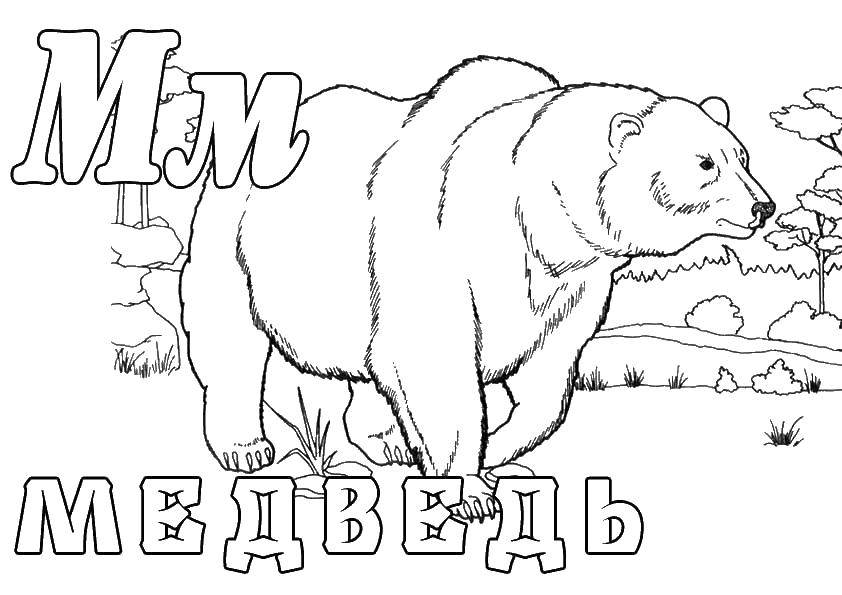 Раскраска Медведь Скачать ,медведь,.  Распечатать 