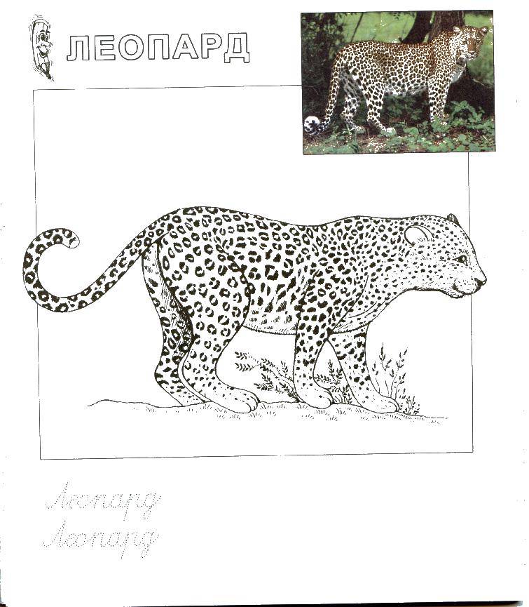Раскраска Леопард Скачать ,Леопард,.  Распечатать 