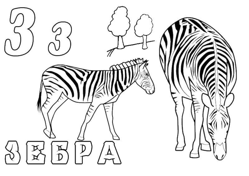 Раскраска Зебра Скачать ,зебра,.  Распечатать 