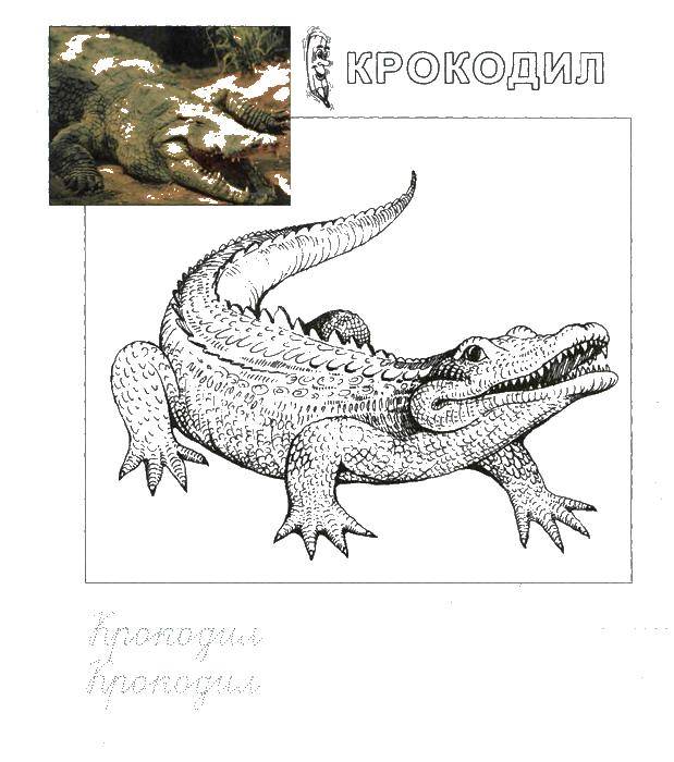 Название: Раскраска Крокодил прописи. Категория: Прописи. Теги: пропись, крокодил.