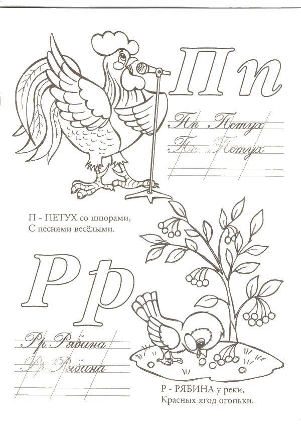 Раскраска П петух, р рябина Скачать ,Алфавит, буквы, слова,.  Распечатать 