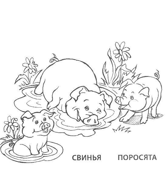 Раскраска семья животных Скачать .  Распечатать 