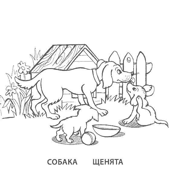 Название: Раскраска Собака и щенята. Категория: семья животных. Теги: семья животных, собака, щенята.