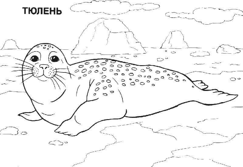 Название: Раскраска Тюлень на камнях. Категория: Животные. Теги: тюлень, камни, усы.