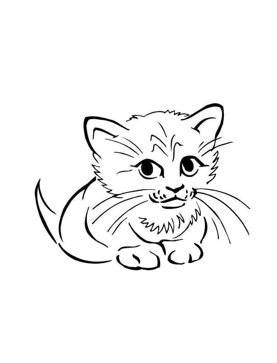 Название: Раскраска Котеночек. Категория: котики. Теги: животные, котенок, котик, кошечка.