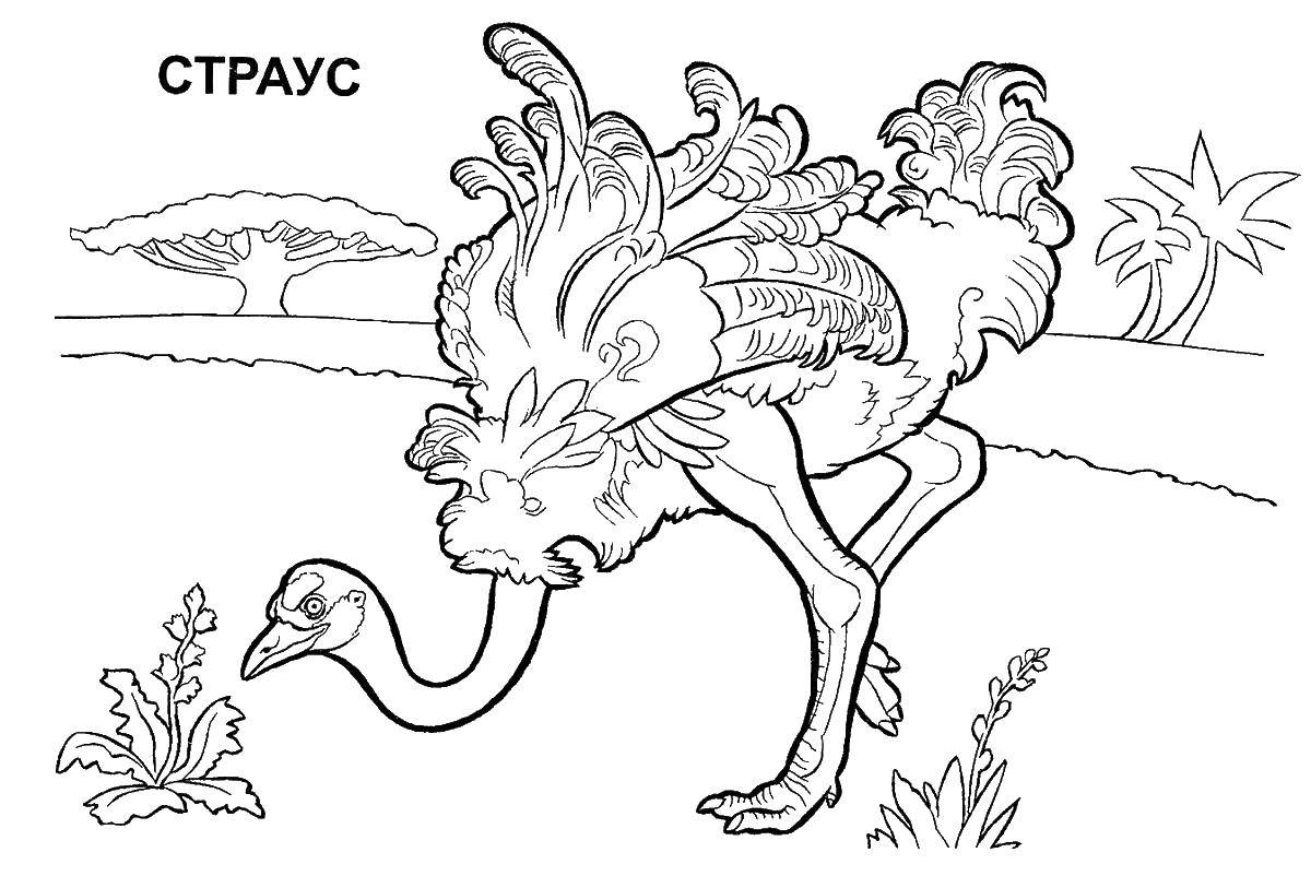 Название: Раскраска Страус и пальма. Категория: птицы. Теги: страус, песок, шея.